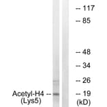 Western Blot - Anti-Histone H4 (acetyl Lys5) Antibody (D0011) - Antibodies.com