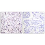 Immunohistochemistry - Anti-Histone H4 (acetyl Lys5) Antibody (D0011) - Antibodies.com