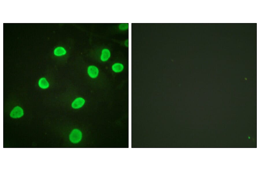 Immunofluorescence - Anti-Histone H4 (acetyl Lys5) Antibody (D0011) - Antibodies.com