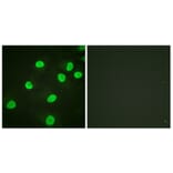 Immunofluorescence - Anti-Histone H4 (acetyl Lys5) Antibody (D0011) - Antibodies.com