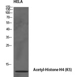 Western Blot - Anti-Histone H4 (acetyl Lys5) Antibody (D0011) - Antibodies.com