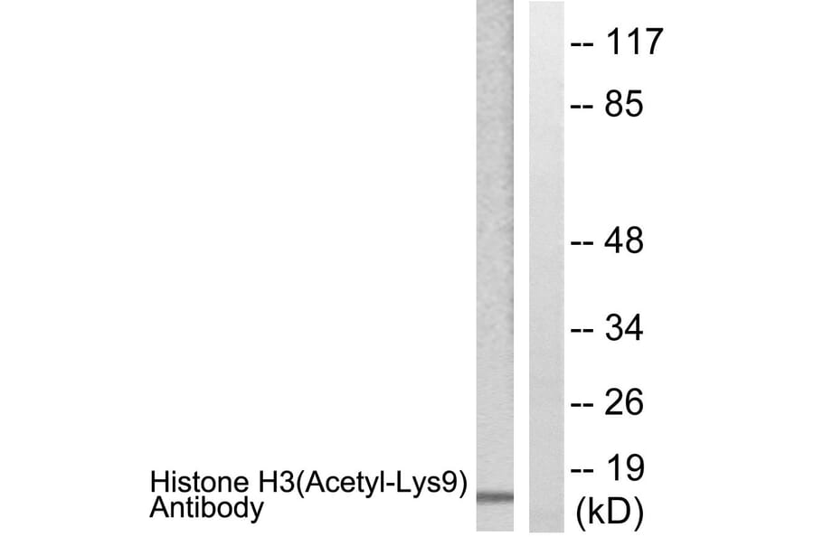 Western Blot - Anti-Histone H3 (acetyl Lys9) Antibody (D0006) - Antibodies.com