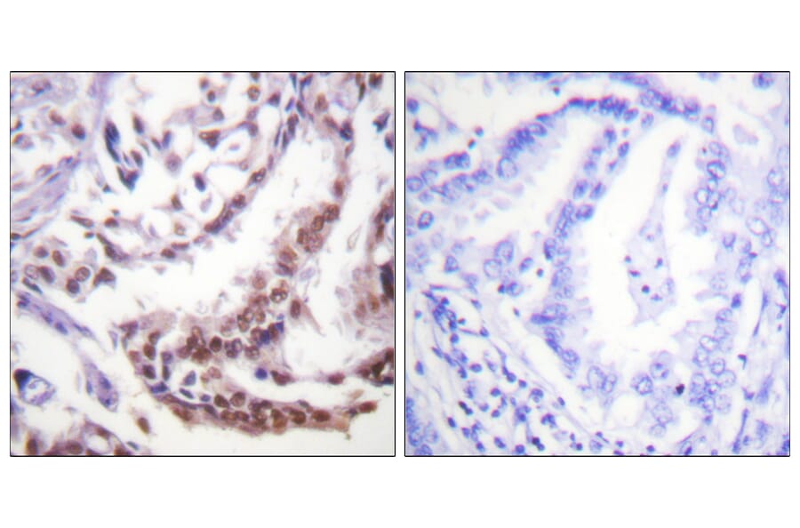 Immunohistochemistry - Anti-Histone H3 (acetyl Lys9) Antibody (D0006) - Antibodies.com