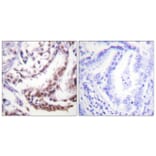 Immunohistochemistry - Anti-Histone H3 (acetyl Lys9) Antibody (D0006) - Antibodies.com
