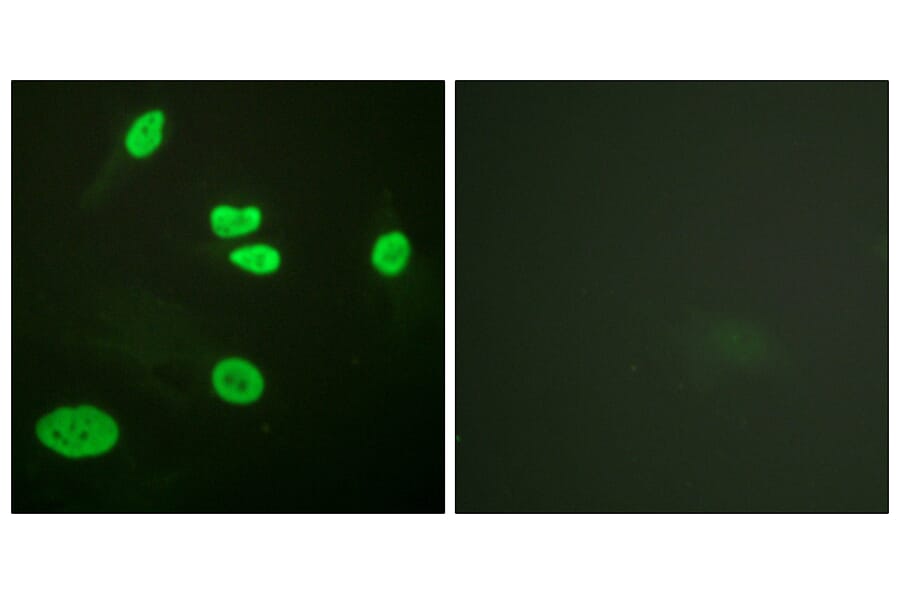 Immunofluorescence - Anti-Histone H3 (acetyl Lys9) Antibody (D0006) - Antibodies.com