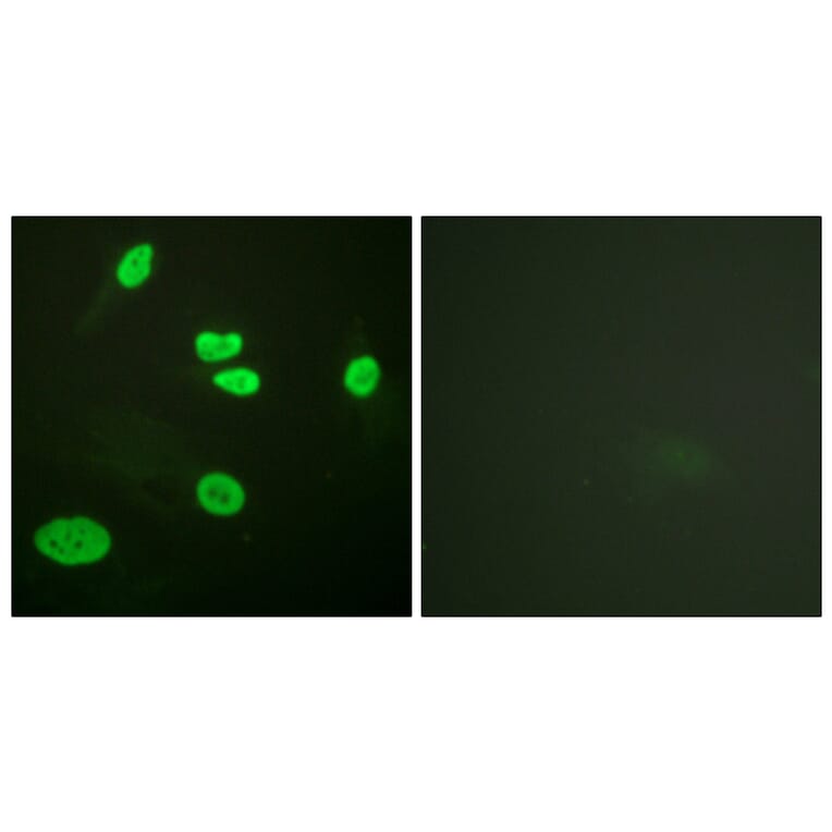 Immunofluorescence - Anti-Histone H3 (acetyl Lys9) Antibody (D0006) - Antibodies.com