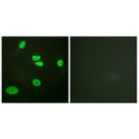 Immunofluorescence - Anti-Histone H3 (acetyl Lys9) Antibody (D0006) - Antibodies.com