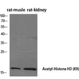 Western Blot - Anti-Histone H3 (acetyl Lys9) Antibody (D0006) - Antibodies.com