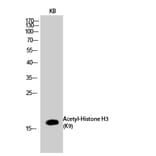 Western Blot - Anti-Histone H3 (acetyl Lys9) Antibody (D0006) - Antibodies.com