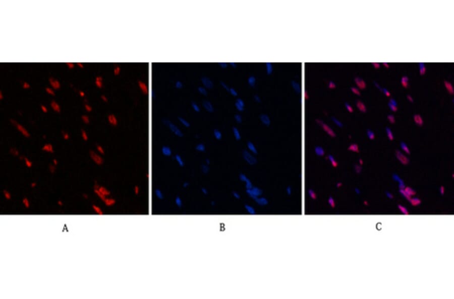 Immunofluorescence - Anti-Histone H3 (acetyl Lys9) Antibody (D0006) - Antibodies.com