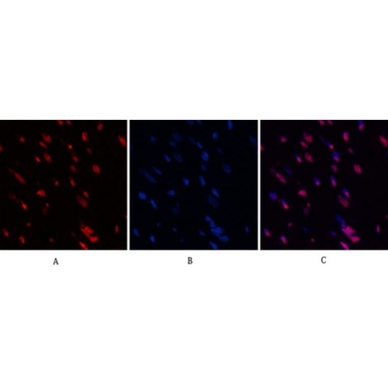 Immunofluorescence - Anti-Histone H3 (acetyl Lys9) Antibody (D0006) - Antibodies.com