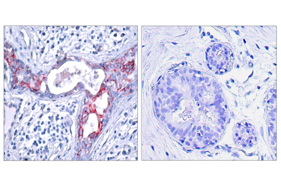 Immunohistochemistry - Anti-GSK3 beta (phospho Ser9) Antibody (A7098) - Antibodies.com