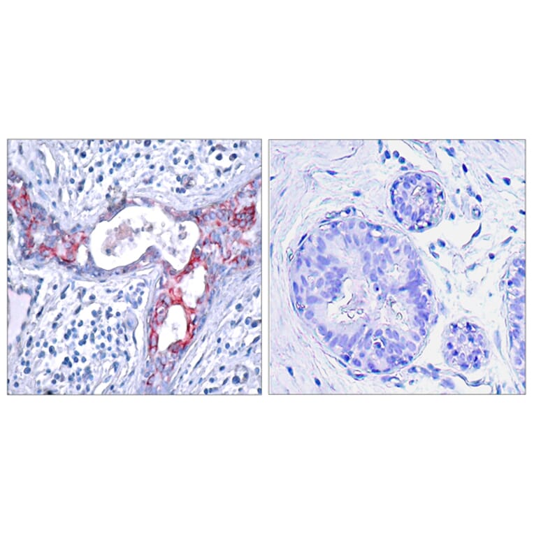 Immunohistochemistry - Anti-GSK3 beta (phospho Ser9) Antibody (A7098) - Antibodies.com