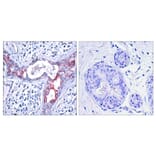 Immunohistochemistry - Anti-GSK3 beta (phospho Ser9) Antibody (A7098) - Antibodies.com