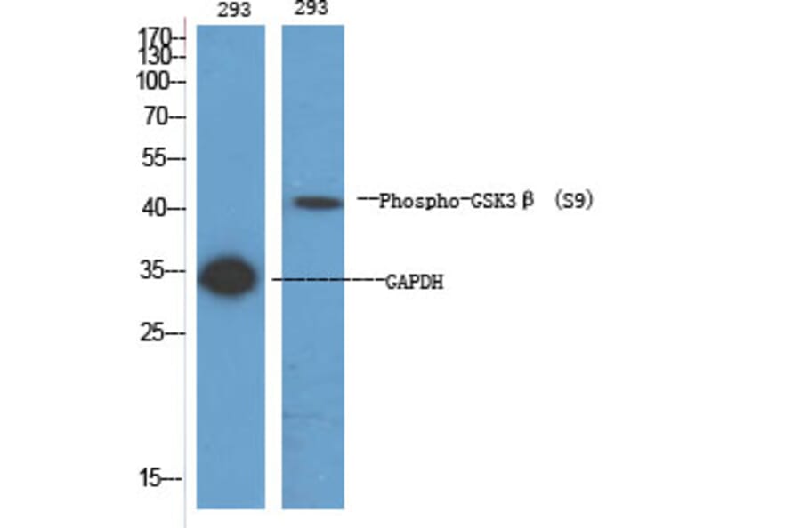 Western Blot - Anti-GSK3 beta (phospho Ser9) Antibody (A7098) - Antibodies.com