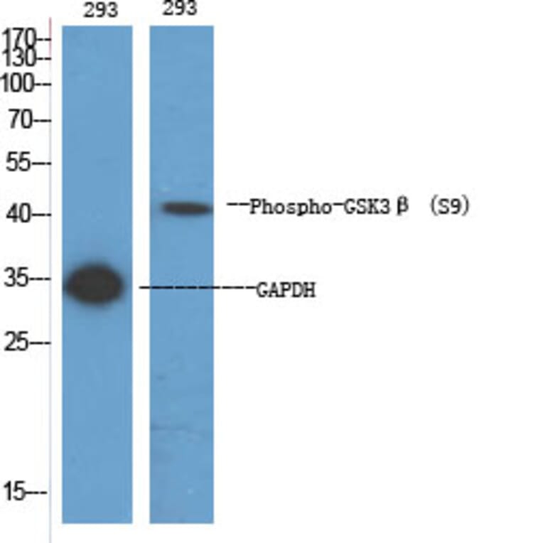 Western Blot - Anti-GSK3 beta (phospho Ser9) Antibody (A7098) - Antibodies.com