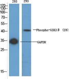 Western Blot - Anti-GSK3 beta (phospho Ser9) Antibody (A7098) - Antibodies.com