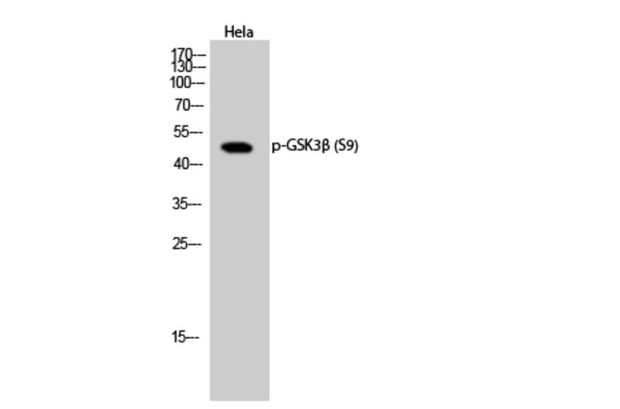 Western Blot - Anti-GSK3 beta (phospho Ser9) Antibody (A7098) - Antibodies.com