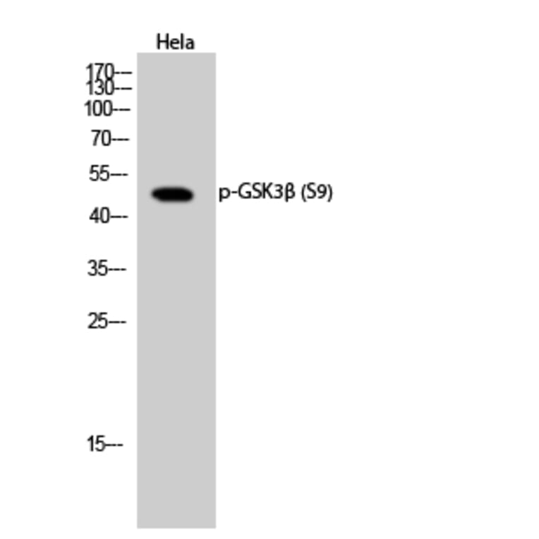 Western Blot - Anti-GSK3 beta (phospho Ser9) Antibody (A7098) - Antibodies.com