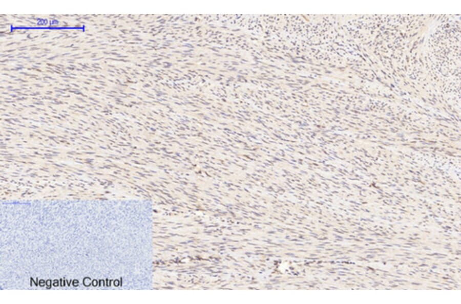 Immunohistochemistry - Anti-GSK3 beta (phospho Ser9) Antibody (A7098) - Antibodies.com