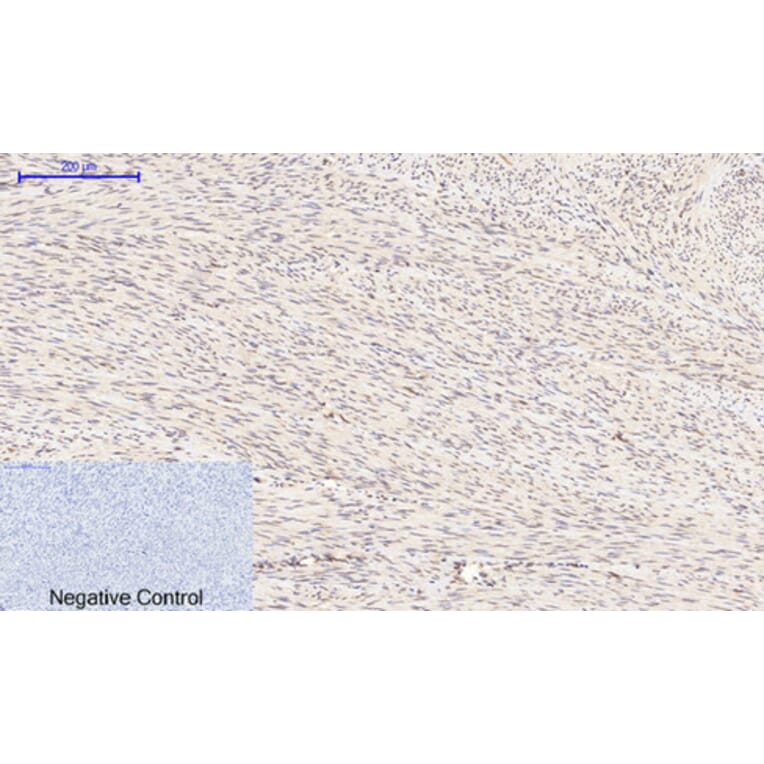 Immunohistochemistry - Anti-GSK3 beta (phospho Ser9) Antibody (A7098) - Antibodies.com