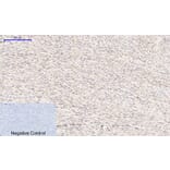 Immunohistochemistry - Anti-GSK3 beta (phospho Ser9) Antibody (A7098) - Antibodies.com