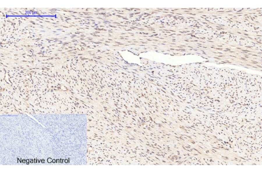 Immunohistochemistry - Anti-GSK3 beta (phospho Ser9) Antibody (A7098) - Antibodies.com