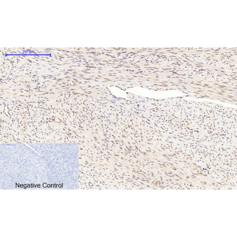 Immunohistochemistry - Anti-GSK3 beta (phospho Ser9) Antibody (A7098) - Antibodies.com