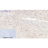 Immunohistochemistry - Anti-GSK3 beta (phospho Ser9) Antibody (A7098) - Antibodies.com
