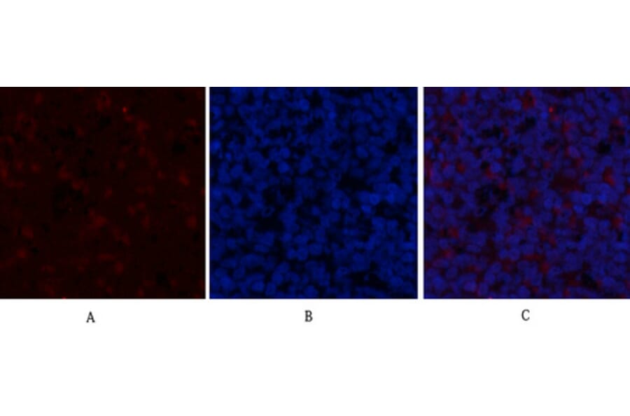 Immunofluorescence - Anti-GSK3 beta (phospho Ser9) Antibody (A7098) - Antibodies.com