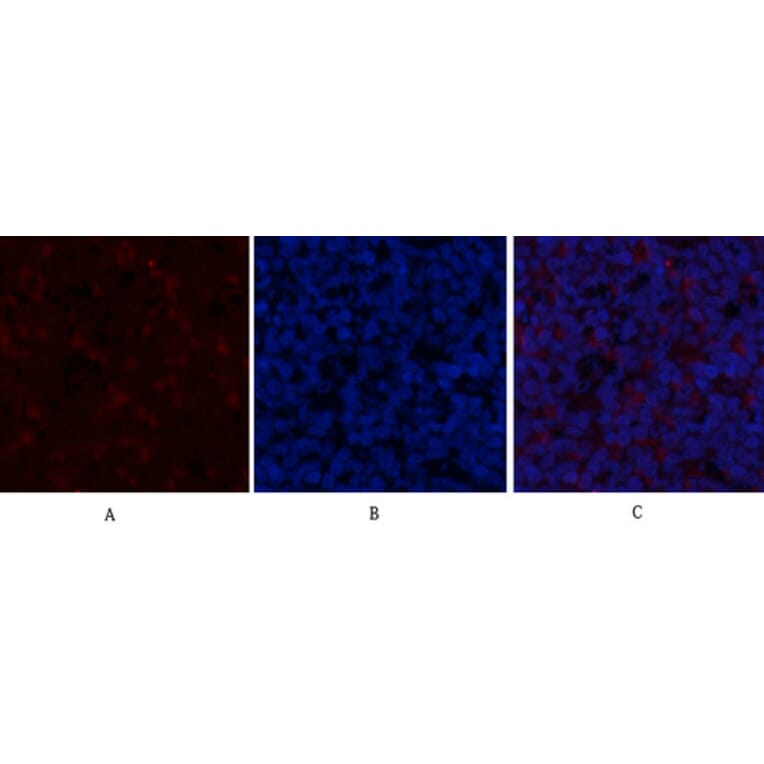 Immunofluorescence - Anti-GSK3 beta (phospho Ser9) Antibody (A7098) - Antibodies.com