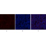 Immunofluorescence - Anti-GSK3 beta (phospho Ser9) Antibody (A7098) - Antibodies.com