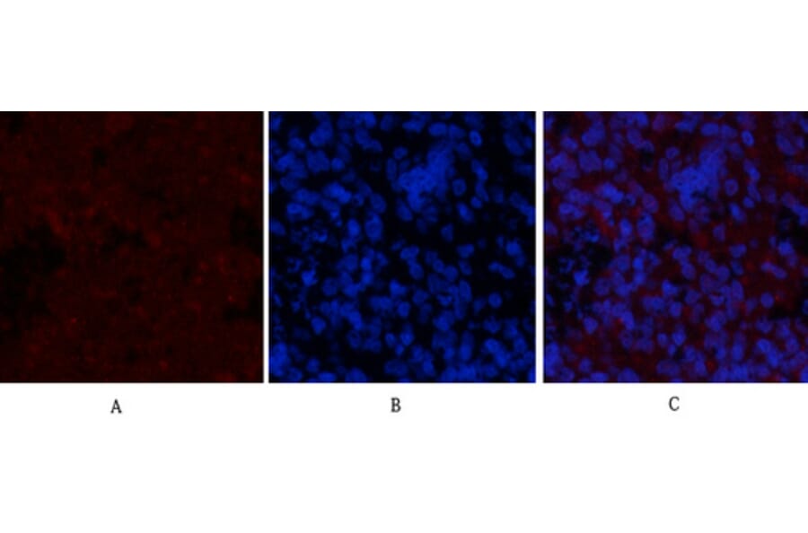 Immunofluorescence - Anti-GSK3 beta (phospho Ser9) Antibody (A7098) - Antibodies.com