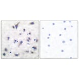 Immunohistochemistry - Anti-DARPP-32 (phospho Thr34) Antibody (A7056) - Antibodies.com