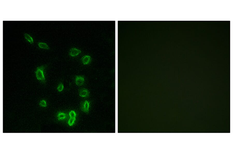 Immunofluorescence - Anti-DARPP-32 (phospho Thr34) Antibody (A7056) - Antibodies.com