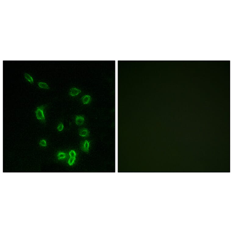 Immunofluorescence - Anti-DARPP-32 (phospho Thr34) Antibody (A7056) - Antibodies.com