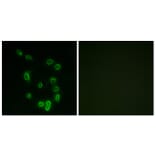 Immunofluorescence - Anti-DARPP-32 (phospho Thr34) Antibody (A7056) - Antibodies.com