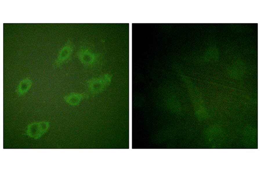 Immunofluorescence - Anti-HER3 (phospho Tyr1222) Antibody (A0944) - Antibodies.com