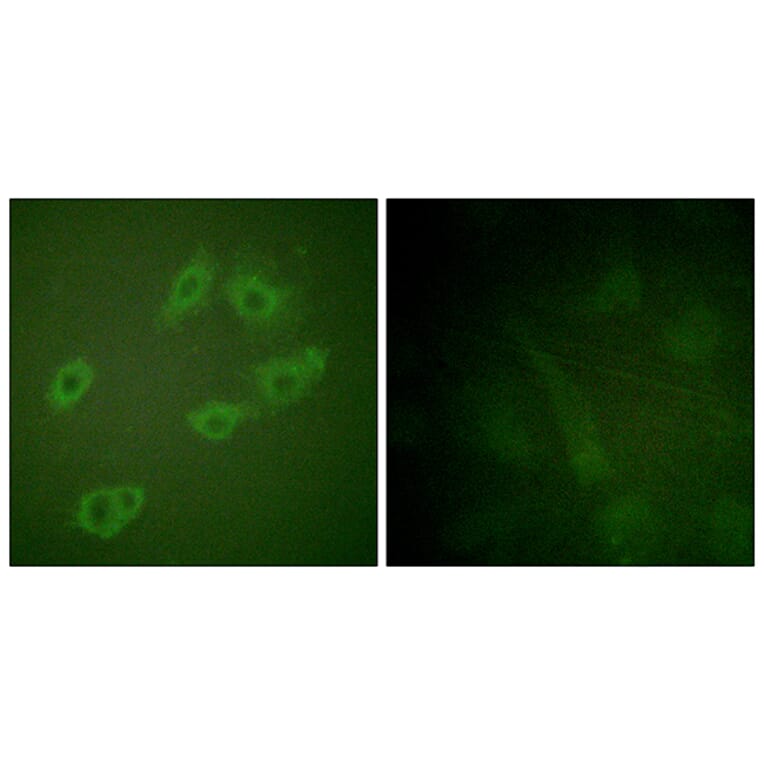 Immunofluorescence - Anti-HER3 (phospho Tyr1222) Antibody (A0944) - Antibodies.com