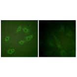 Immunofluorescence - Anti-HER3 (phospho Tyr1222) Antibody (A0944) - Antibodies.com