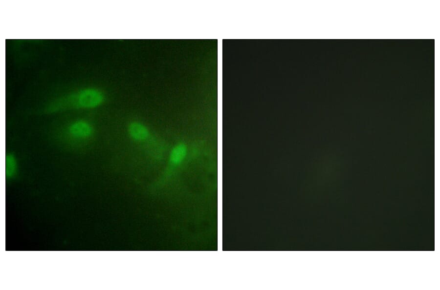 Immunofluorescence - Anti-MDM2 (phospho Ser186+Ser188) Antibody (A1154) - Antibodies.com