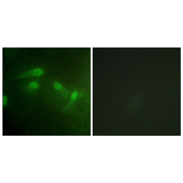 Immunofluorescence - Anti-MDM2 (phospho Ser186+Ser188) Antibody (A1154) - Antibodies.com