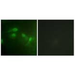 Immunofluorescence - Anti-MDM2 (phospho Ser186+Ser188) Antibody (A1154) - Antibodies.com
