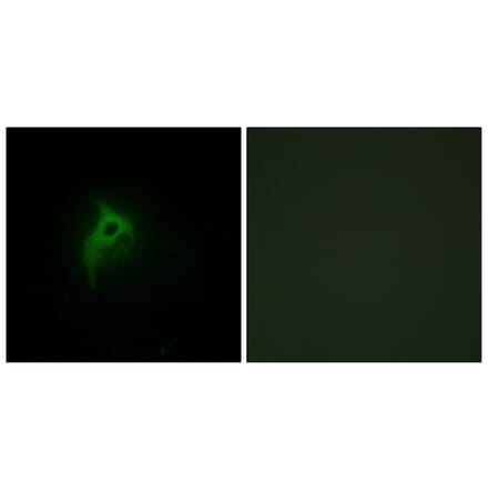 Immunofluorescence - Anti-Adrenergic Receptor alpha-2B Antibody (C10415) - Antibodies.com