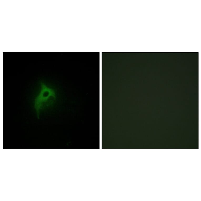 Immunofluorescence - Anti-Adrenergic Receptor alpha-2B Antibody (C10415) - Antibodies.com