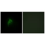 Immunofluorescence - Anti-Adrenergic Receptor alpha-2B Antibody (C10415) - Antibodies.com