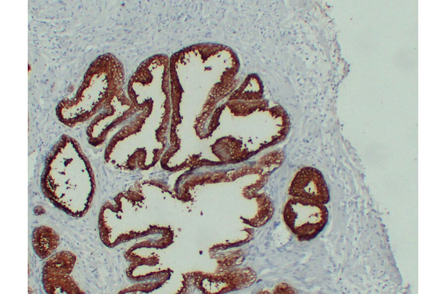 Immunohistochemistry - Anti-Prostate Specific Antigen Antibody (V0117) - Antibodies.com