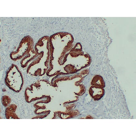 Immunohistochemistry - Anti-Prostate Specific Antigen Antibody (V0117) - Antibodies.com