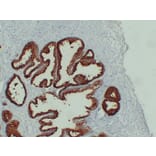 Immunohistochemistry - Anti-Prostate Specific Antigen Antibody (V0117) - Antibodies.com