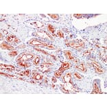 Immunohistochemistry - Anti-Prostate Specific Antigen Antibody (V0117) - Antibodies.com